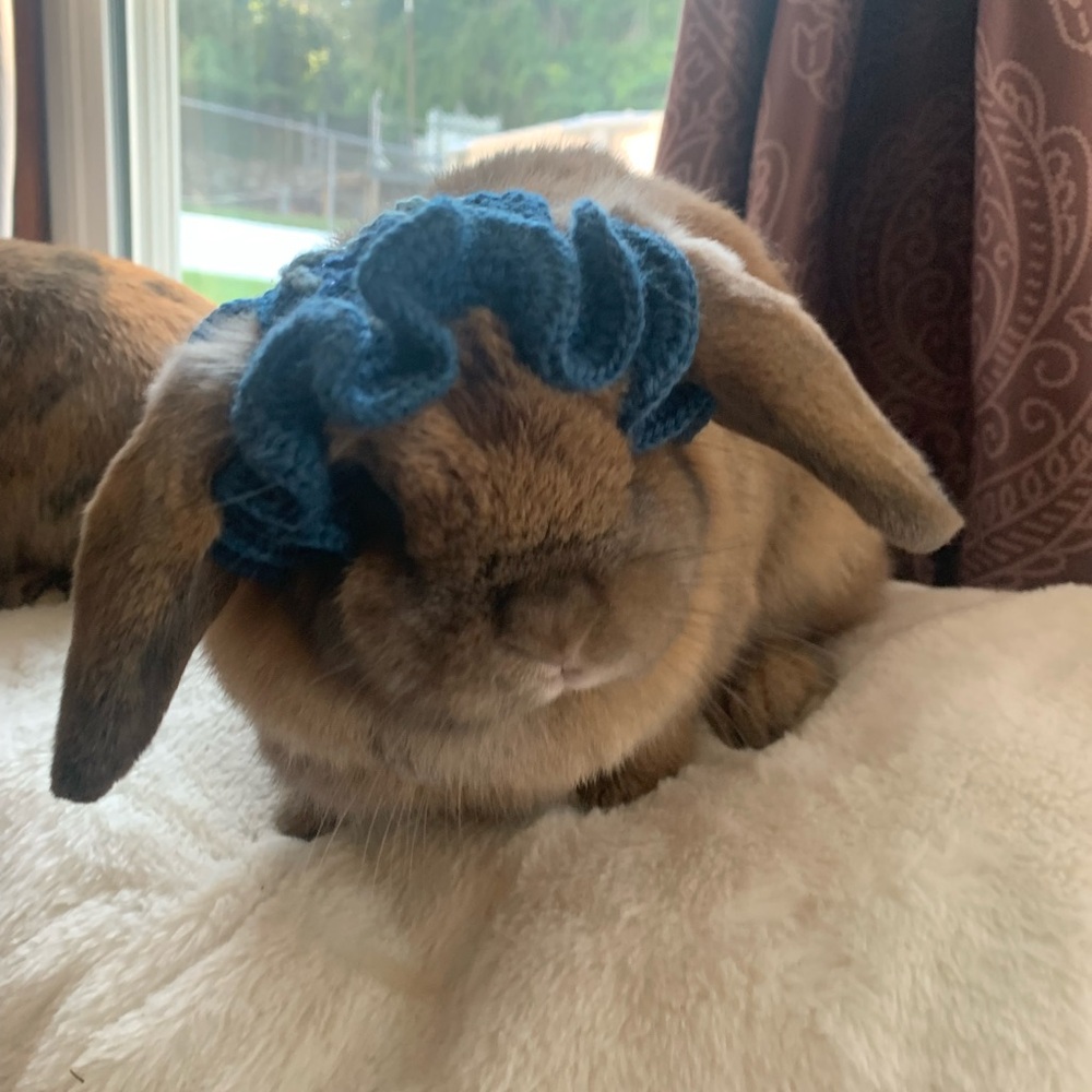 Small pet hats: bunnies, cats, small dogs